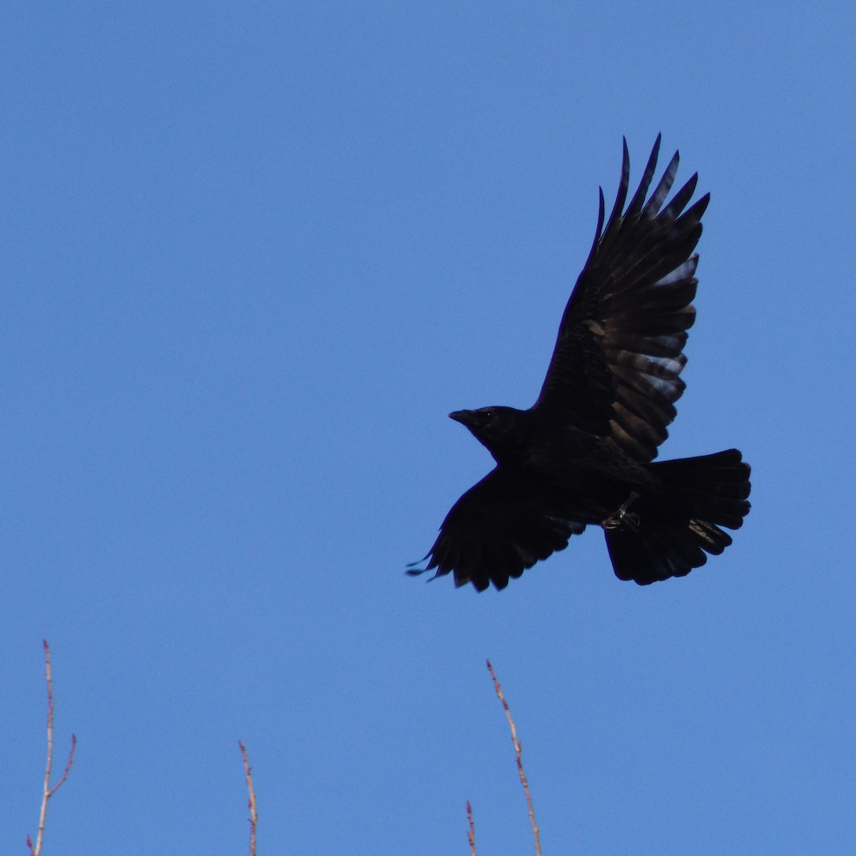 Ворона чорна - ML646867008