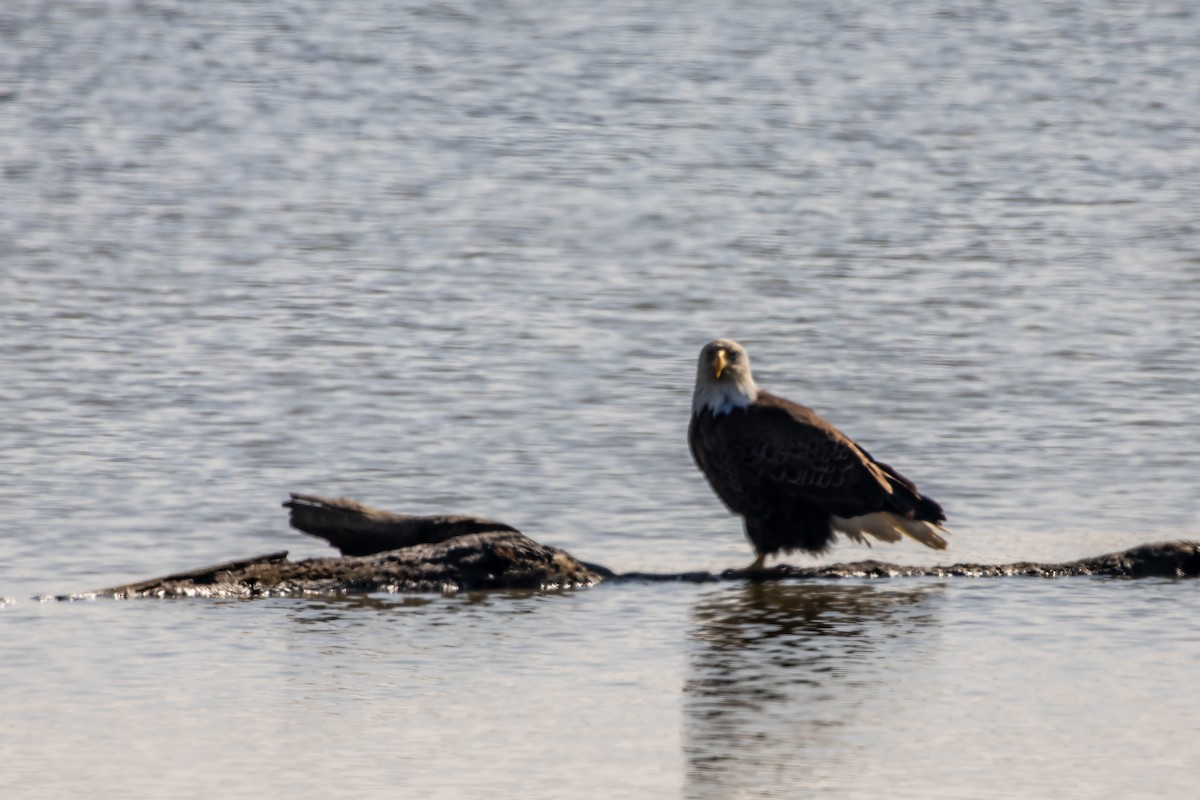 Bald Eagle - ML646867009