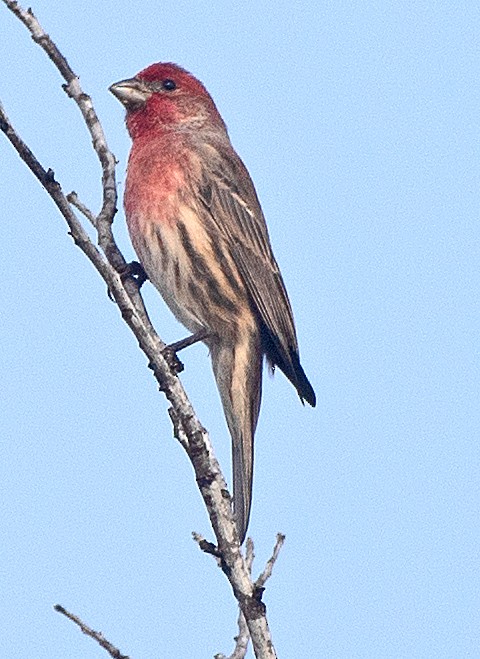 House Finch - ML646867010