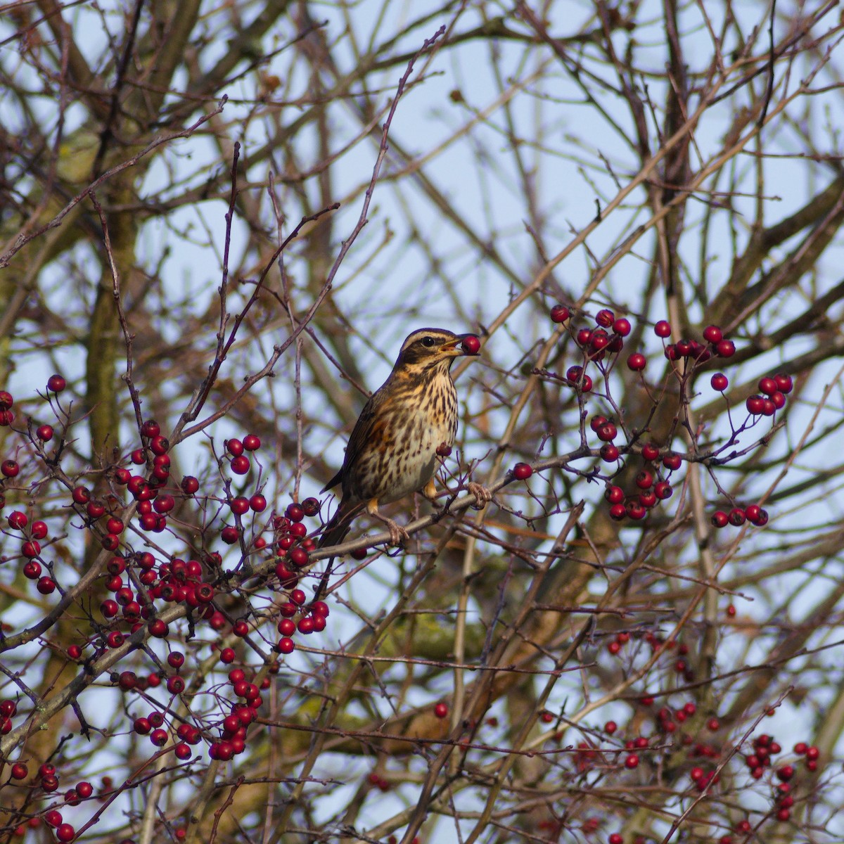 Дрізд білобровий - ML646867014