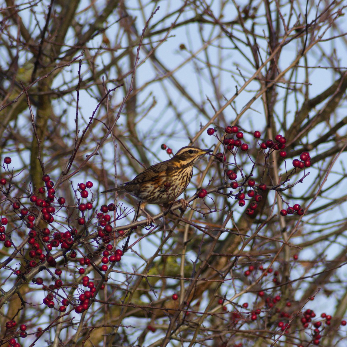 Дрізд білобровий - ML646867015