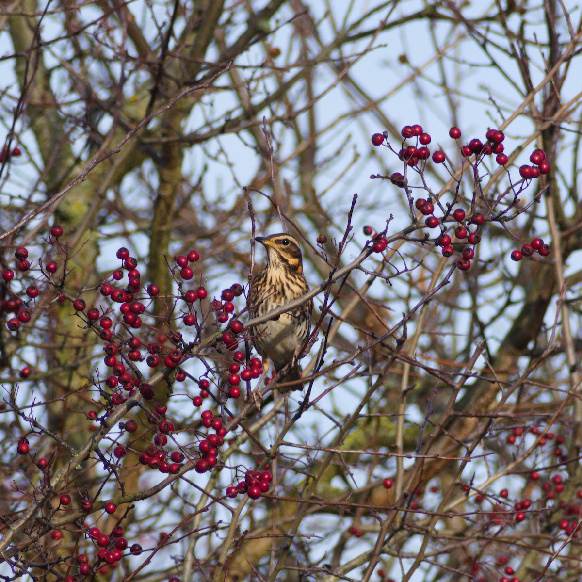 Дрізд білобровий - ML646867016