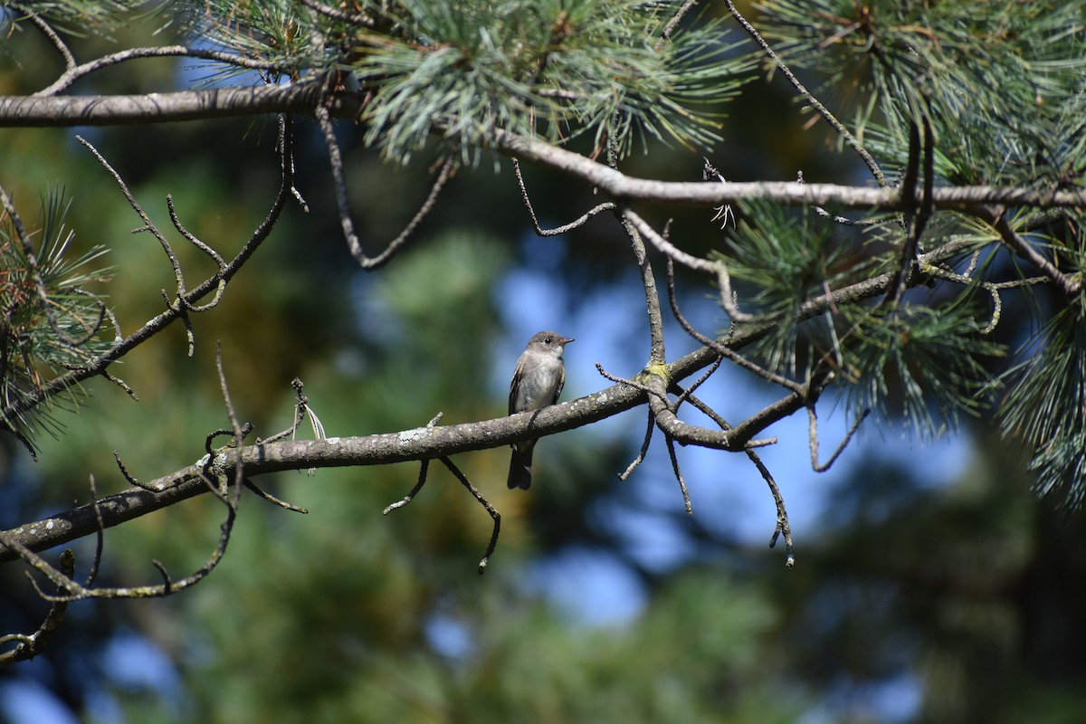 Hellbauch-Schnäppertyrann - ML646867017