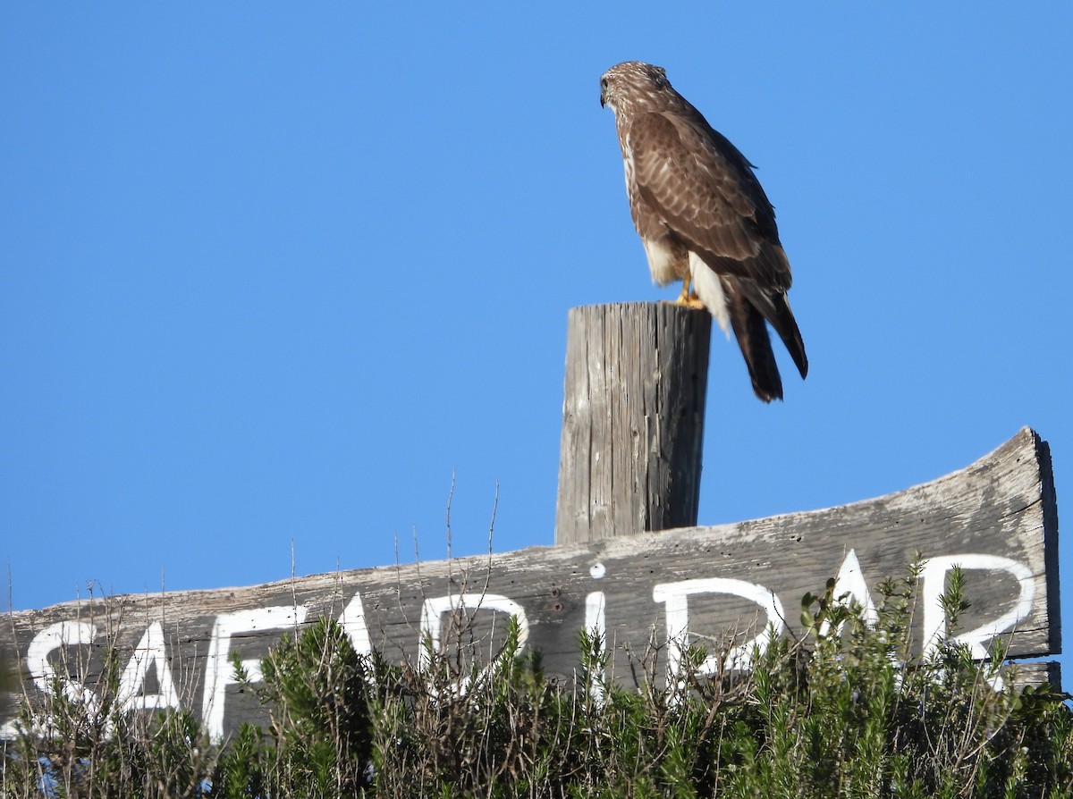 Common Buzzard - ML646867019