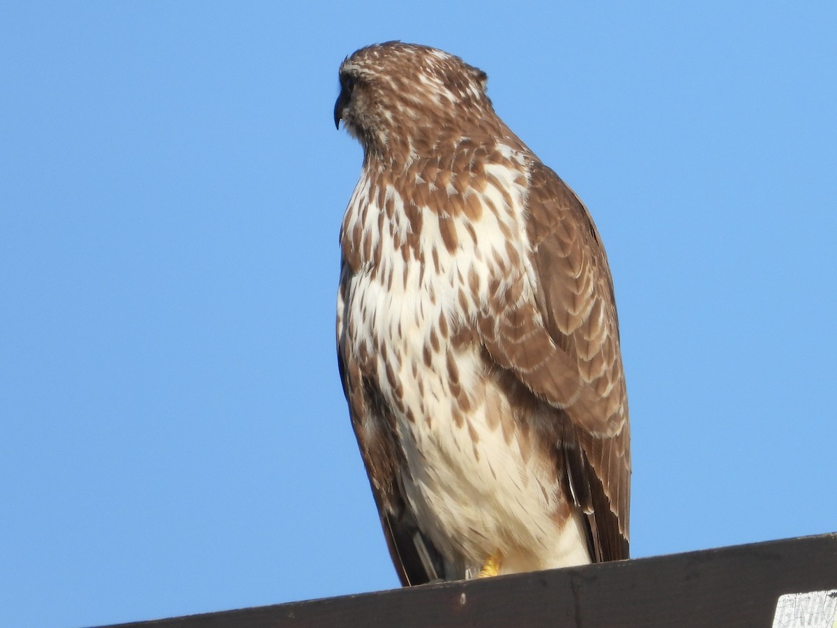 Common Buzzard - ML646867020