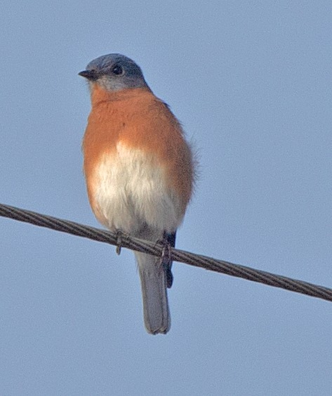 Eastern Bluebird - ML646867021