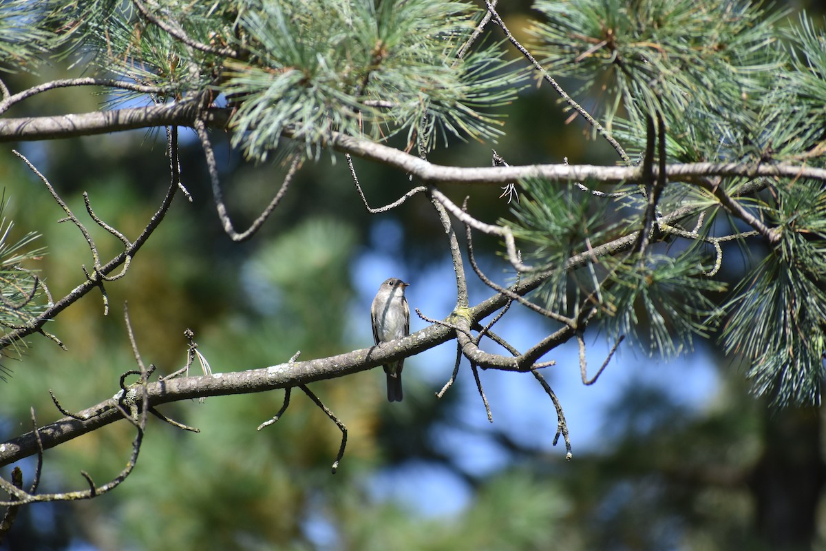 Hellbauch-Schnäppertyrann - ML646867024