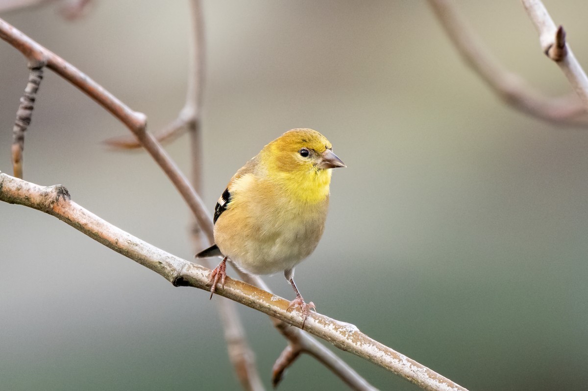 American Goldfinch - ML646867026