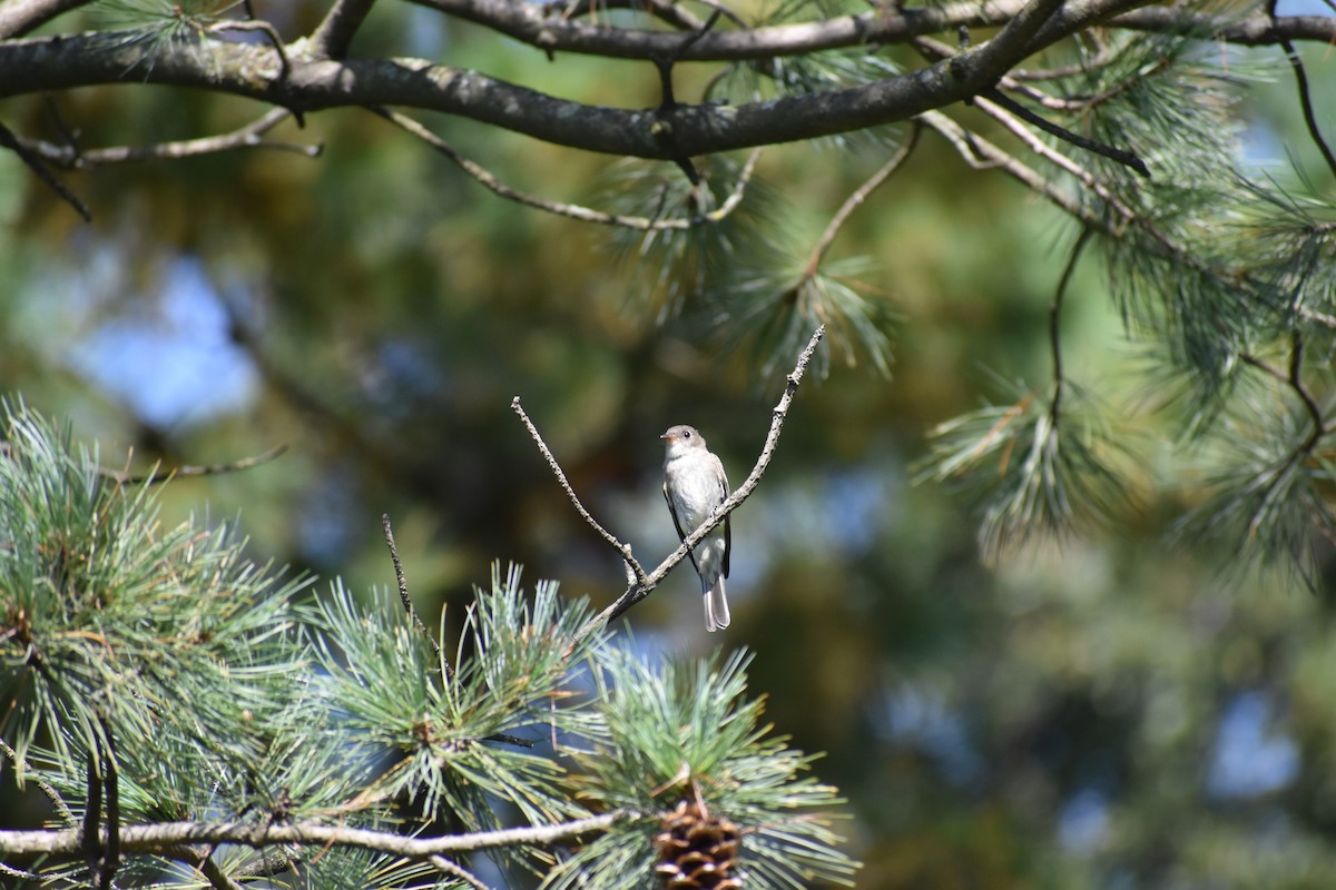 Hellbauch-Schnäppertyrann - ML646867032