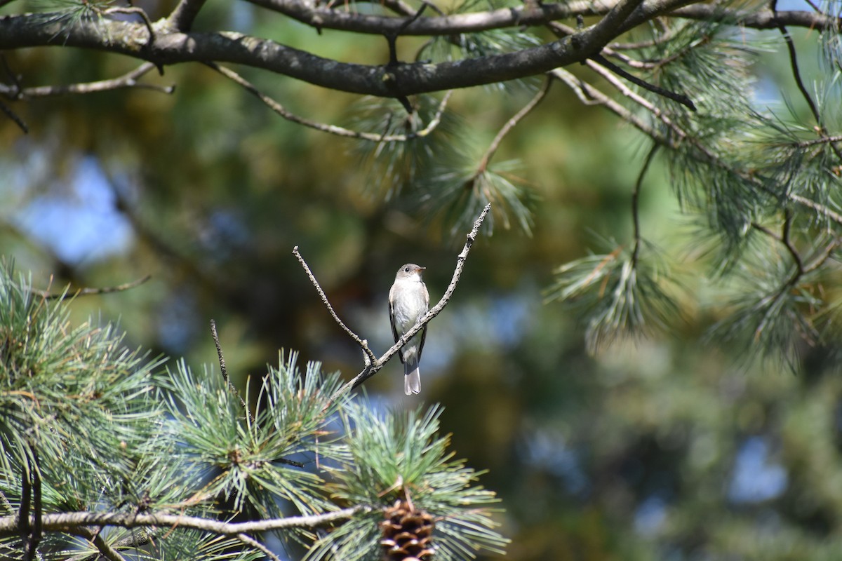 Hellbauch-Schnäppertyrann - ML646867033