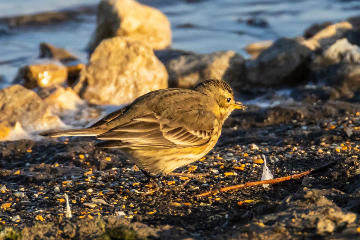 American Pipit - ML646867034