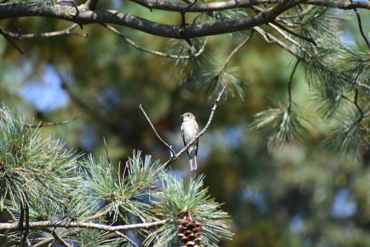 Hellbauch-Schnäppertyrann - ML646867040