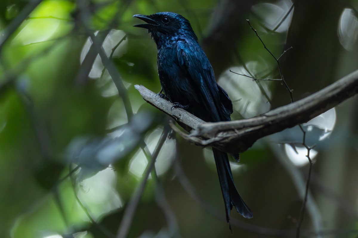 Бронзовый дронго - ML646867042