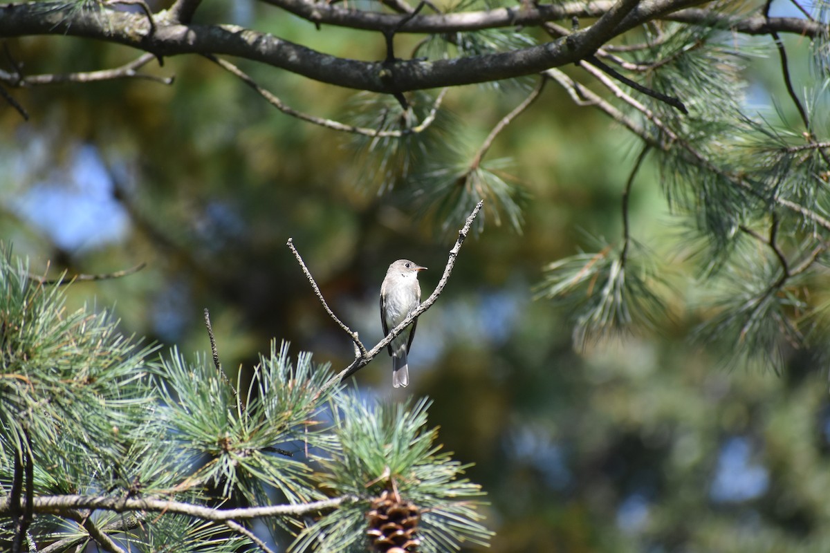 Hellbauch-Schnäppertyrann - ML646867043