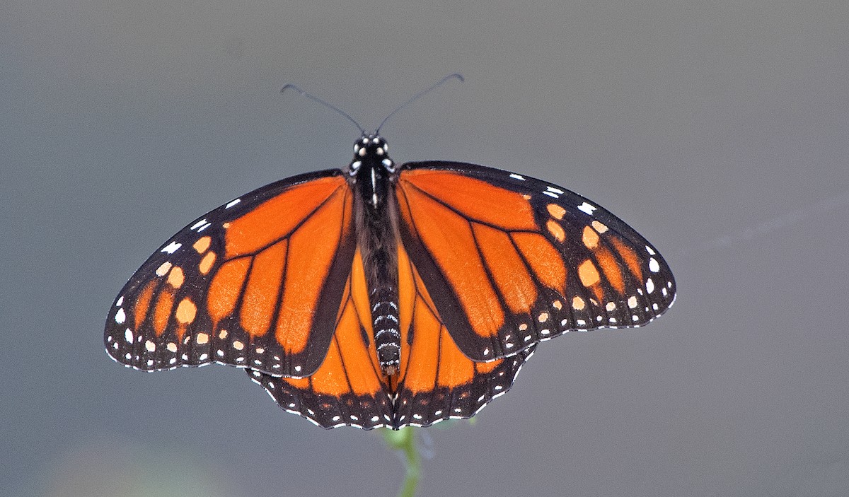 Monarch - ML646867046