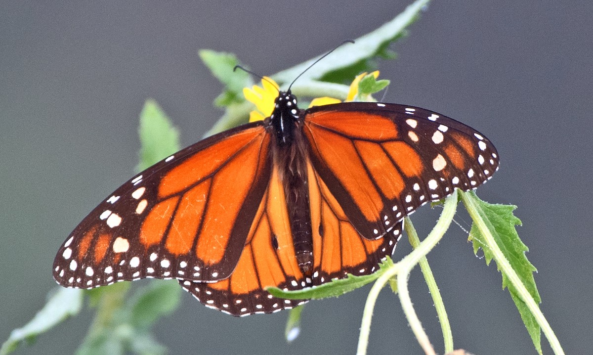 Monarch - ML646867047