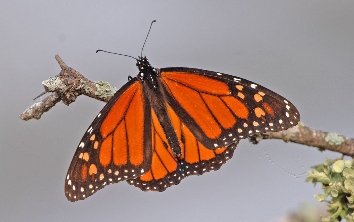 Monarch - ML646867048