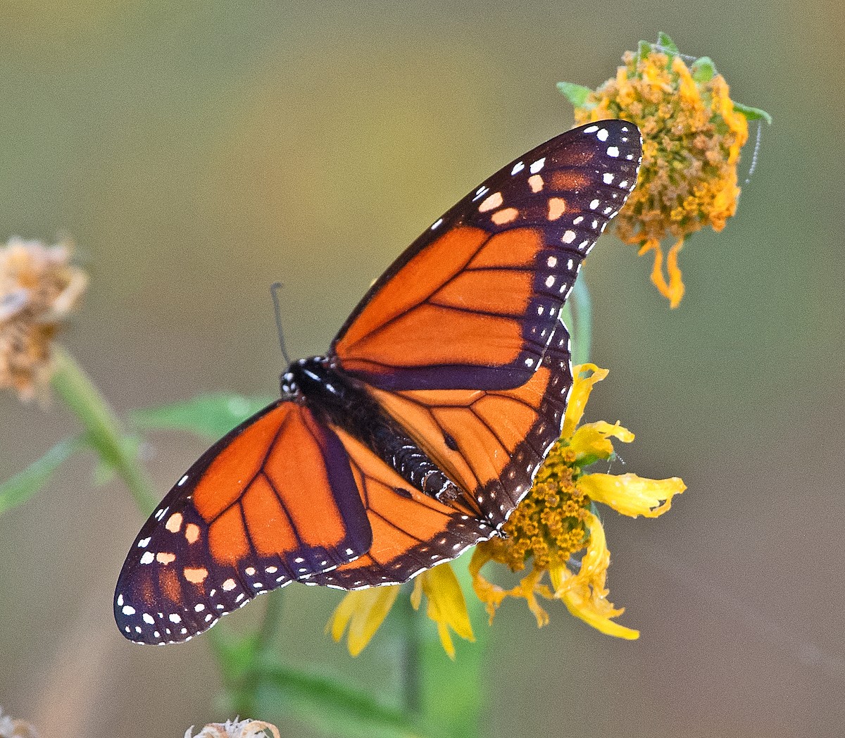 Monarch - ML646867049