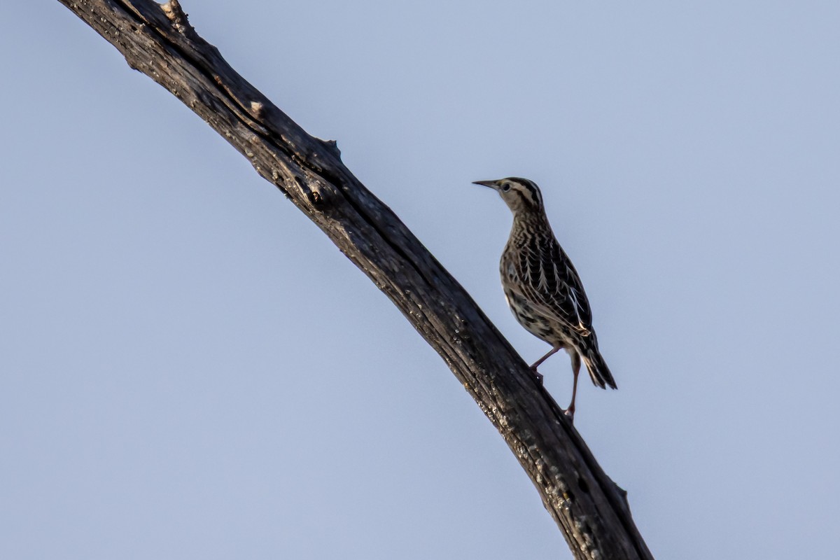 Sturnelle des prés - ML646867052