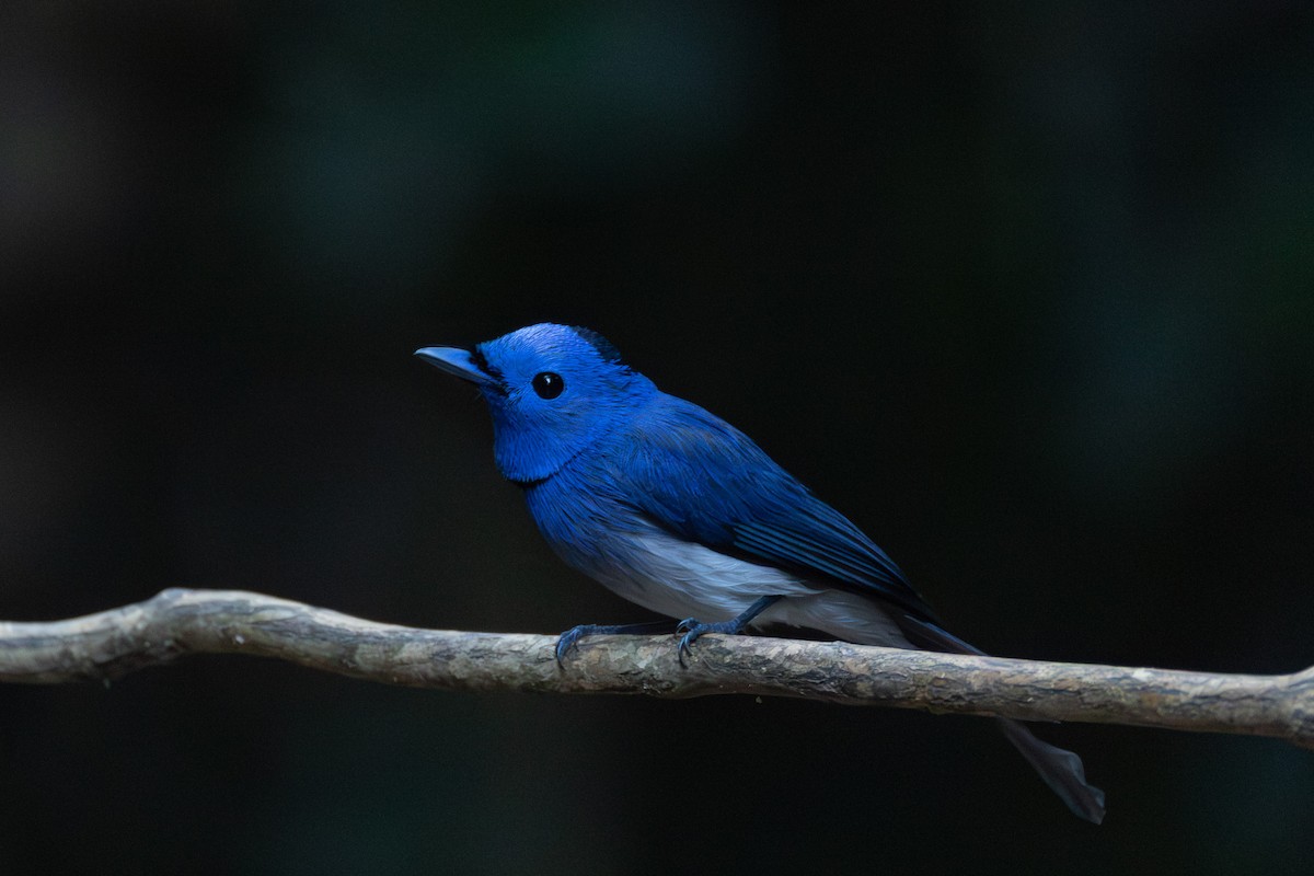 Синий монарх - ML646867054