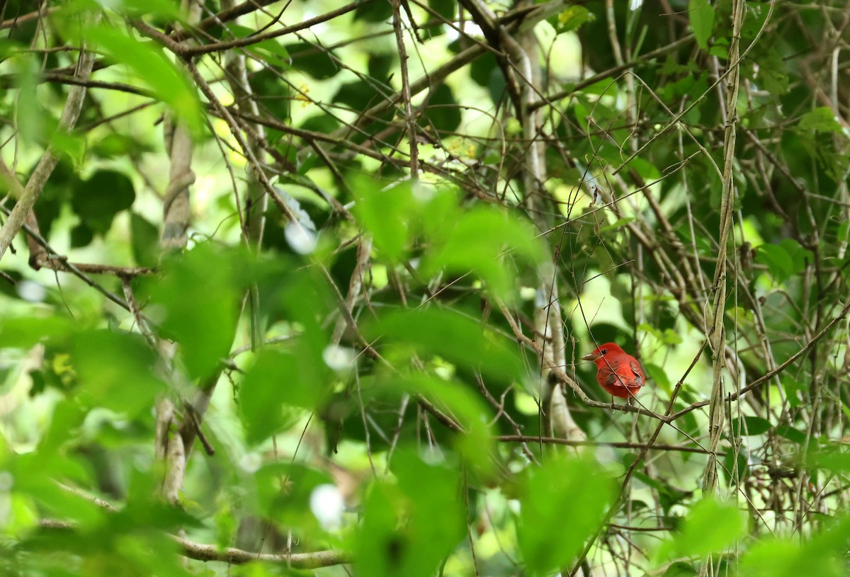 sommerpiranga - ML646867055