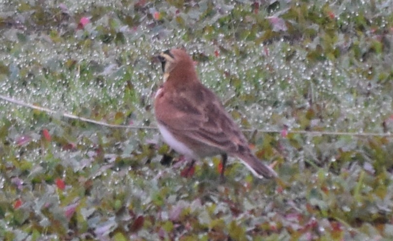 Alondra Cornuda - ML646867056