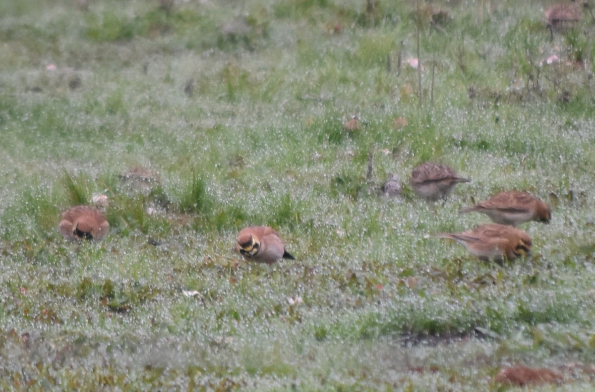 Alondra Cornuda - ML646867057