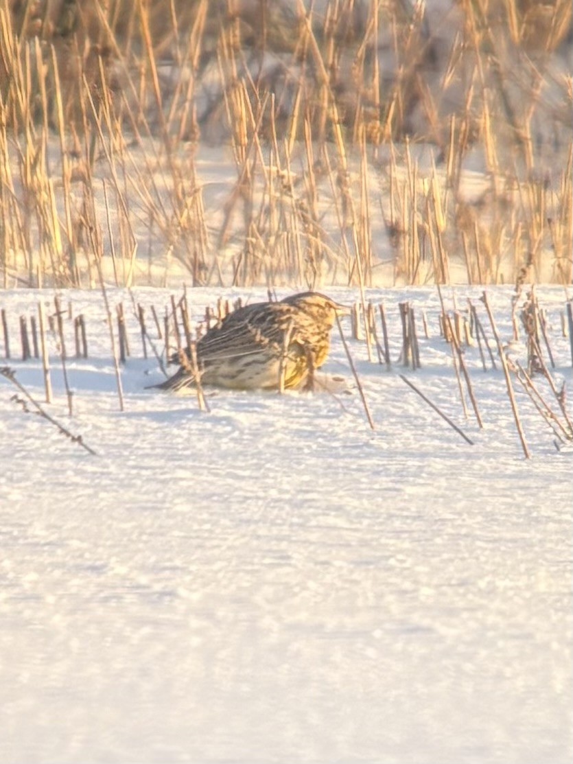 Wiesenstärling - ML646867058