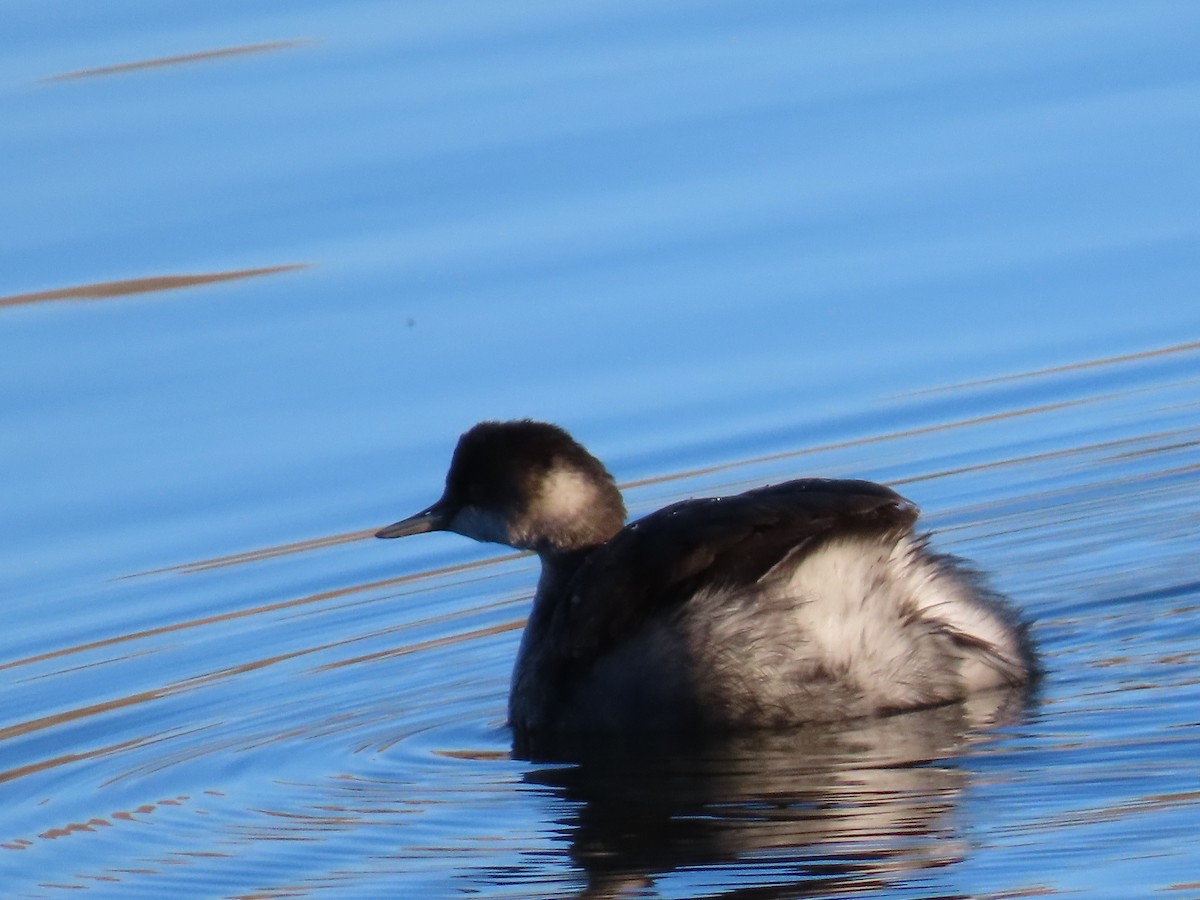 Grèbe à cou noir - ML646867073