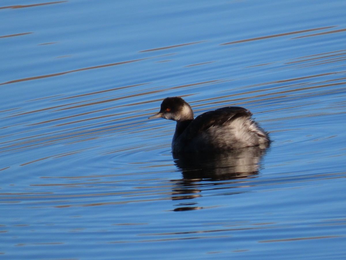 Grèbe à cou noir - ML646867077