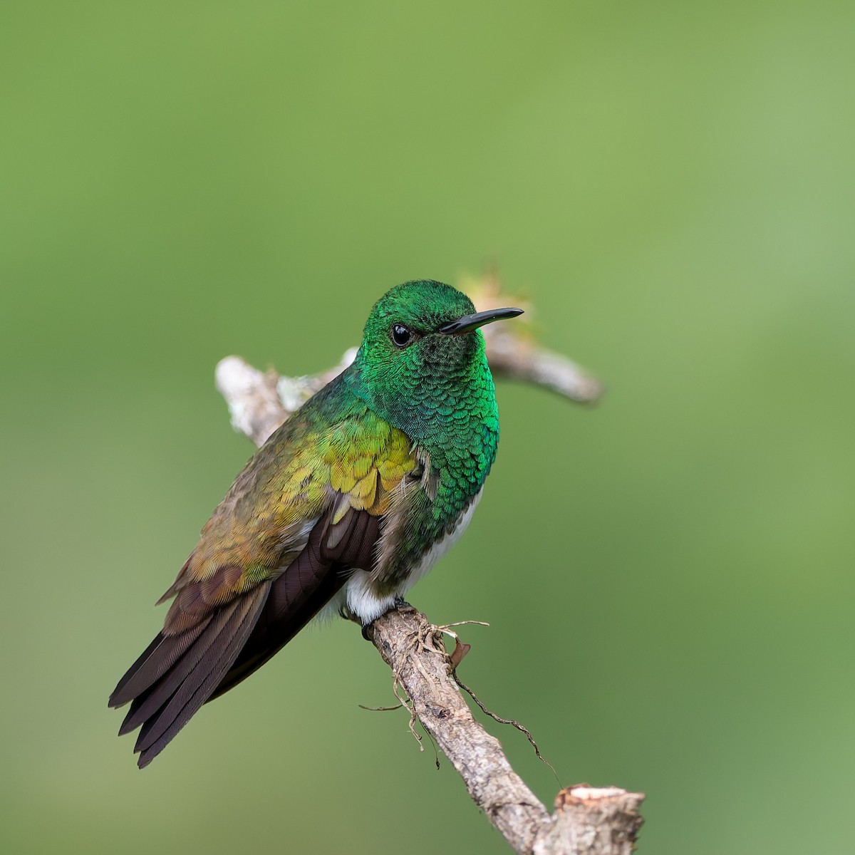 Snowy-bellied Hummingbird - ML646867078