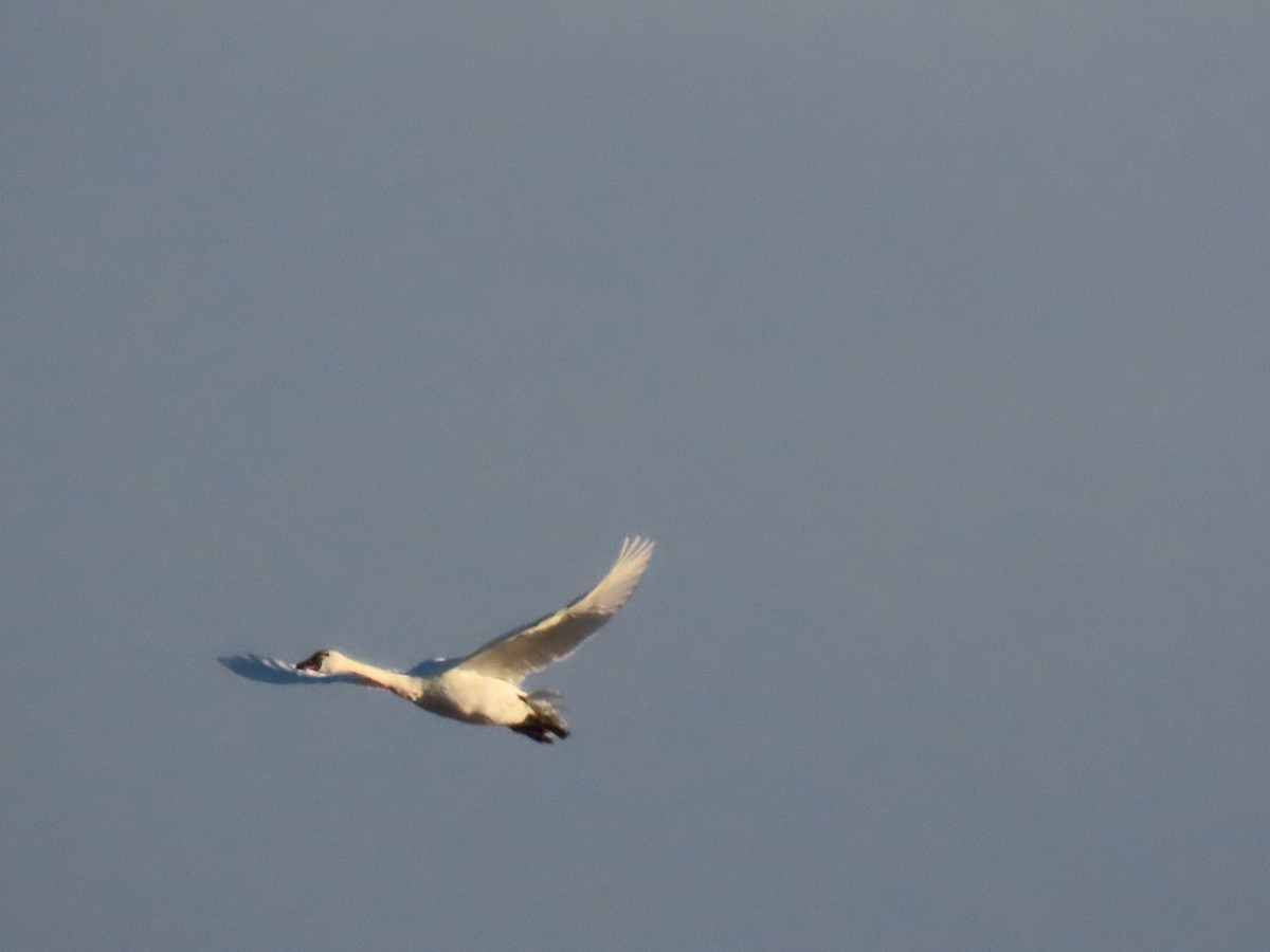 Cisne Chico - ML646867081