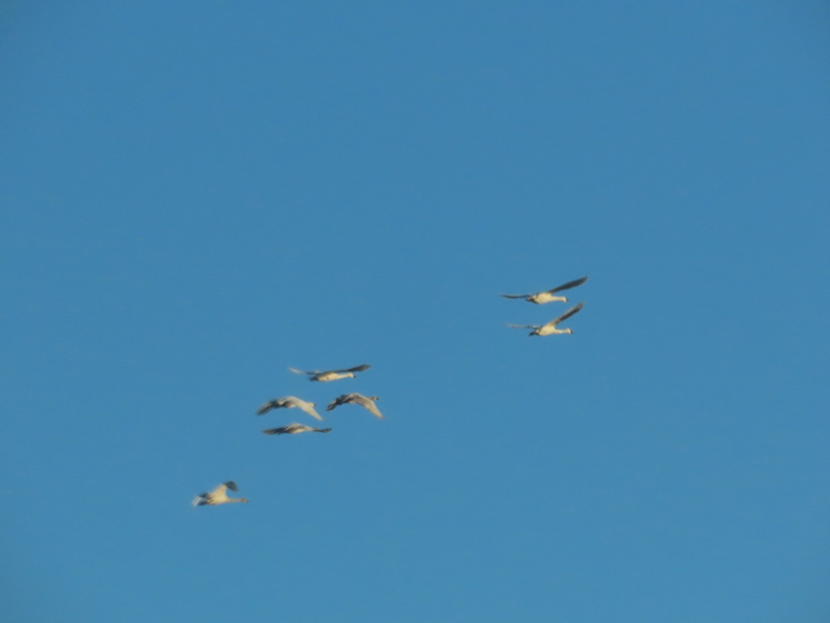 Cisne Chico - ML646867082