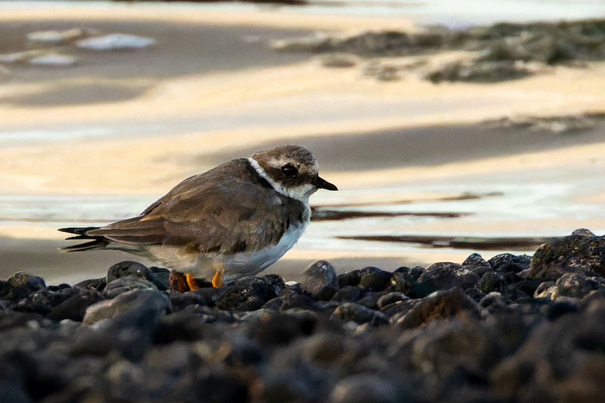 Pluvier grand-gravelot - ML646867086