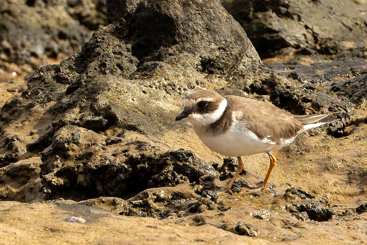 Pluvier grand-gravelot - ML646867088