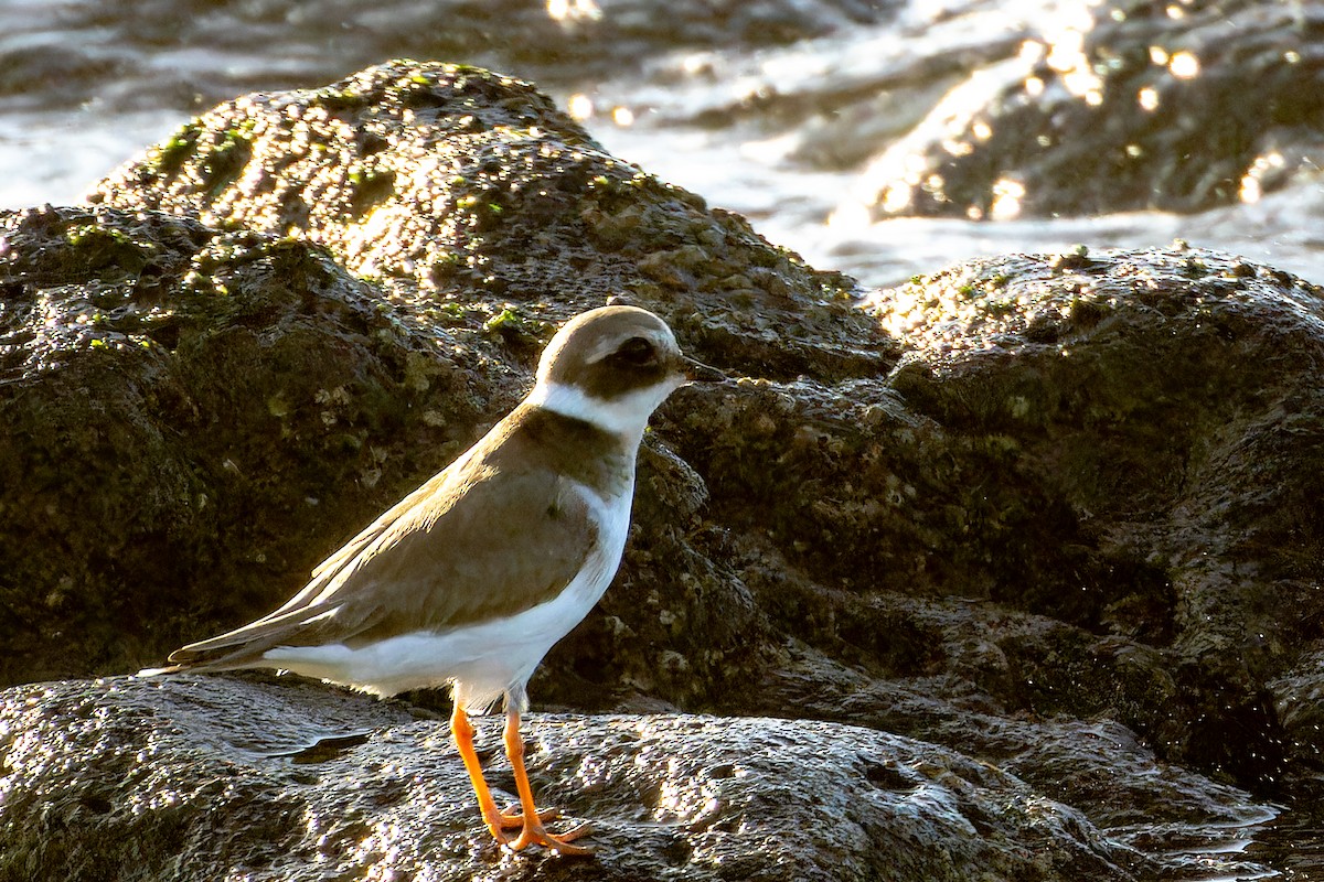 Pluvier grand-gravelot - ML646867089