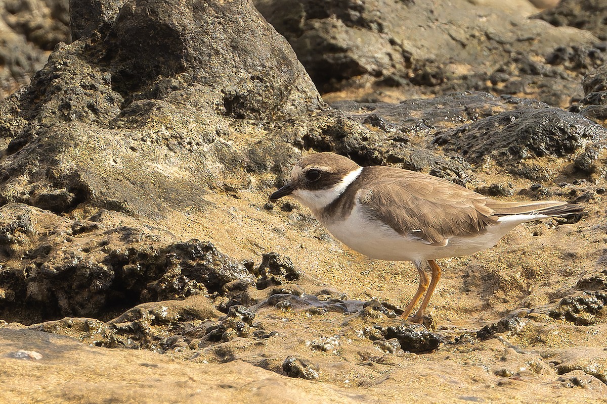 Pluvier grand-gravelot - ML646867090