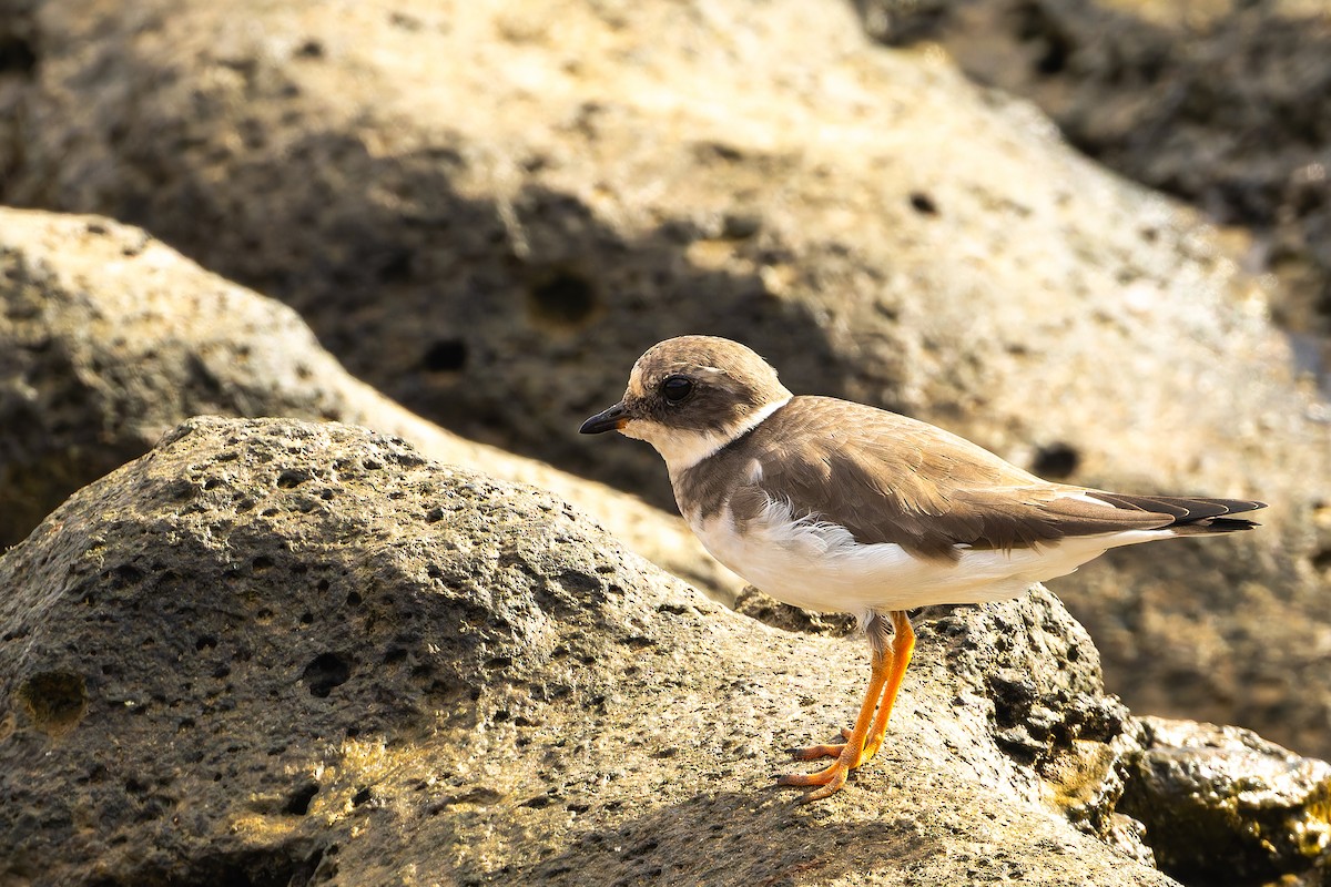 Pluvier grand-gravelot - ML646867091