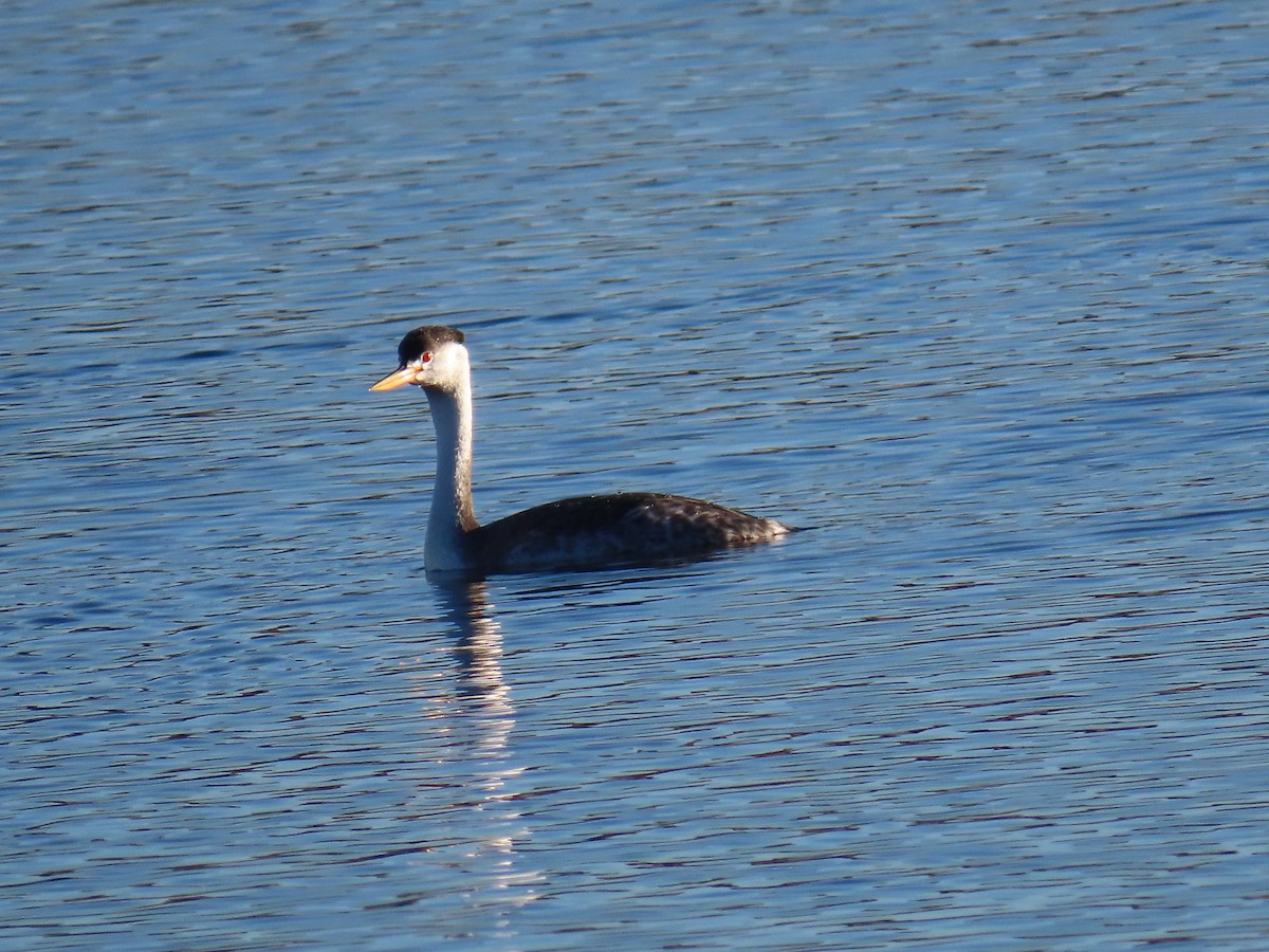 Пірникоза Кларка - ML646867092