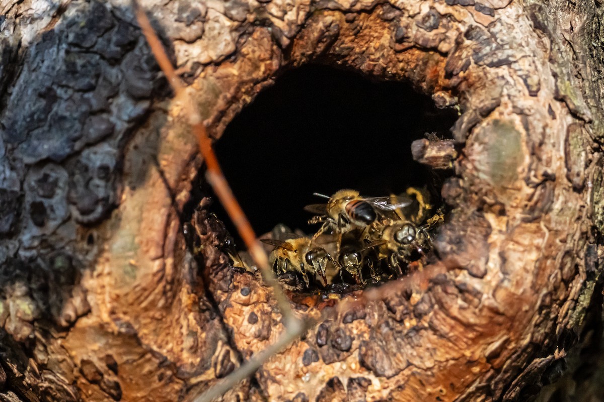 Honey Bees - ML646867094