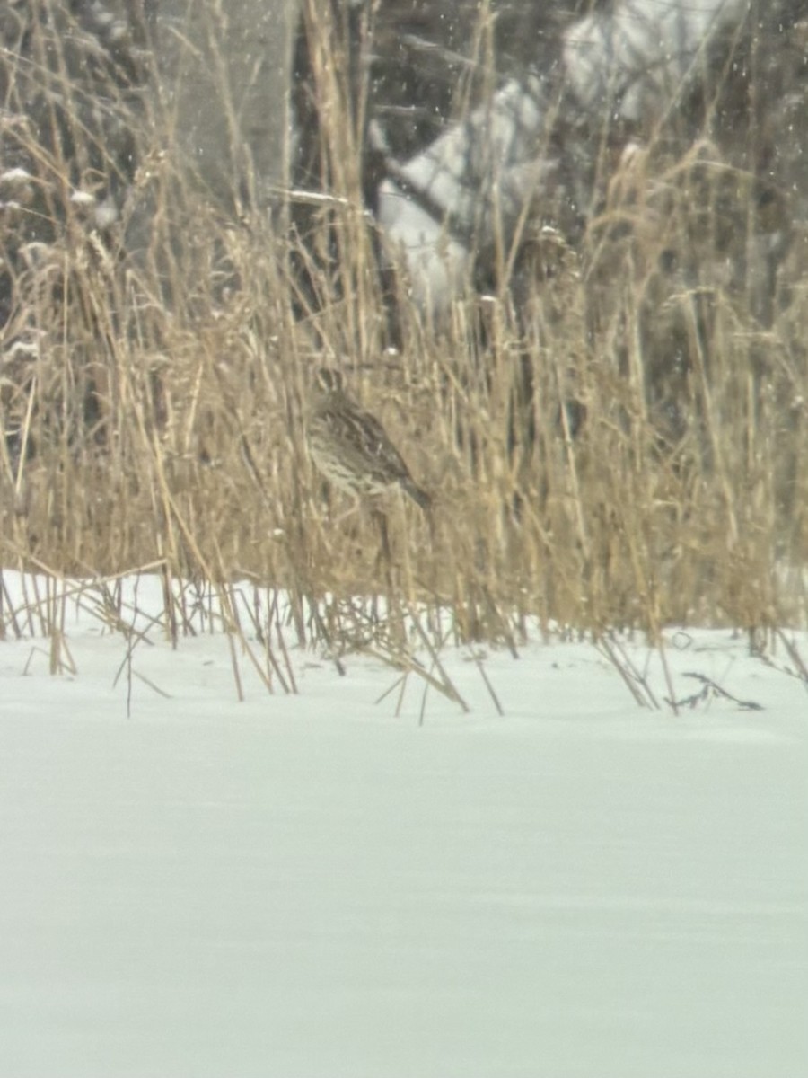 Wiesenstärling - ML646867095