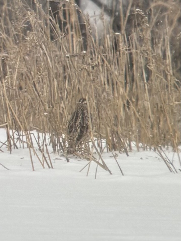 Wiesenstärling - ML646867096