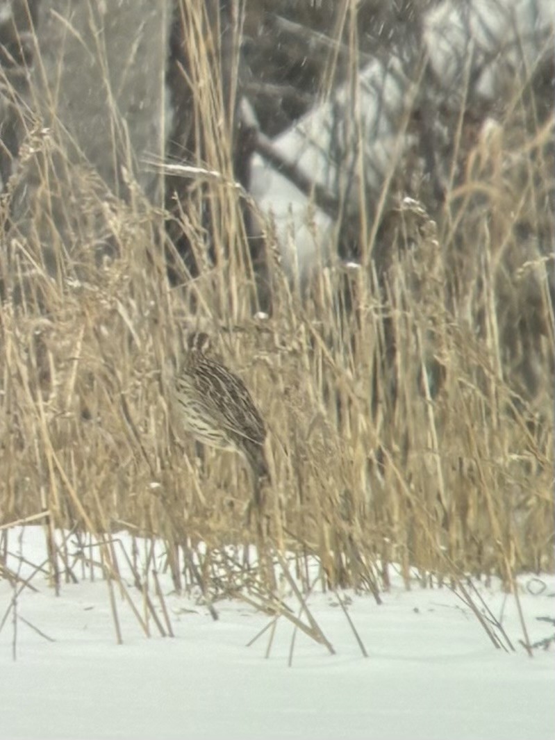 Wiesenstärling - ML646867097