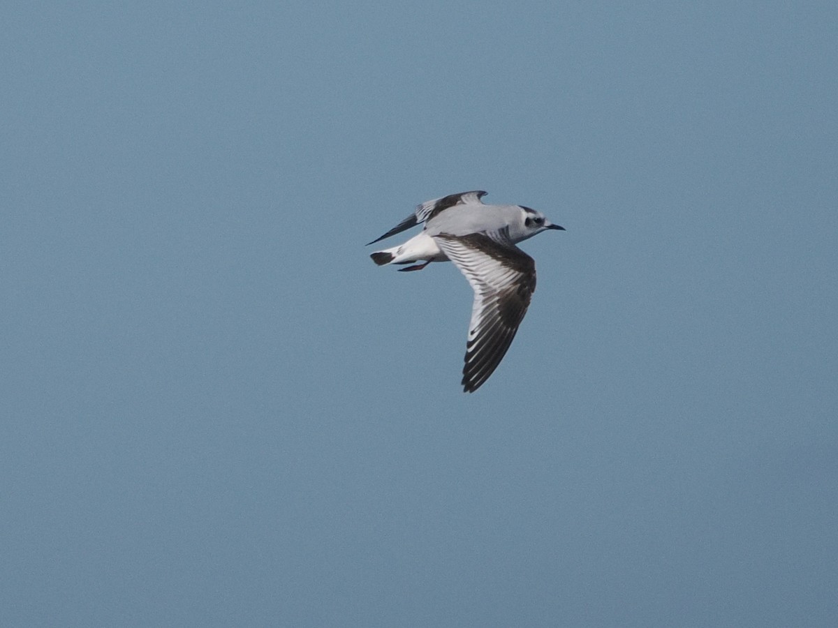 Mouette pygmée - ML646867098
