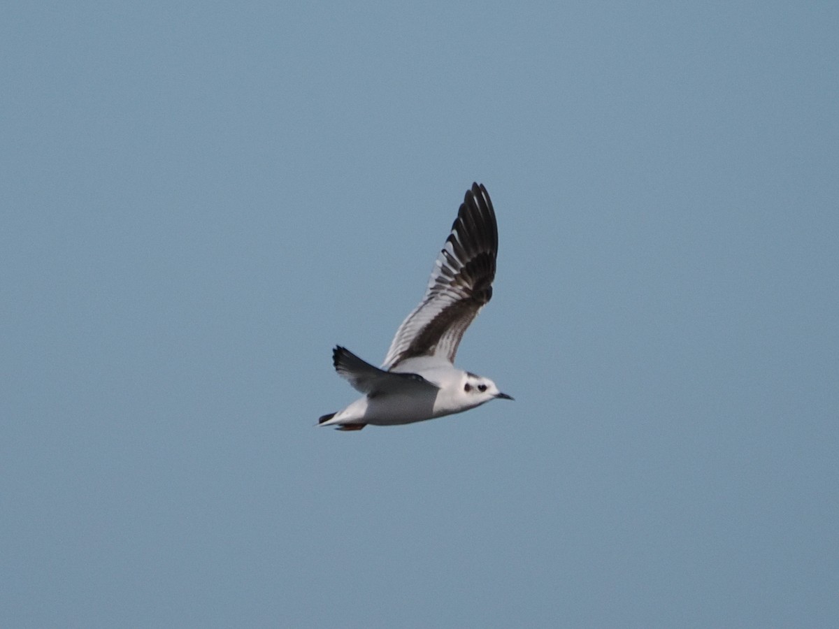 Mouette pygmée - ML646867099