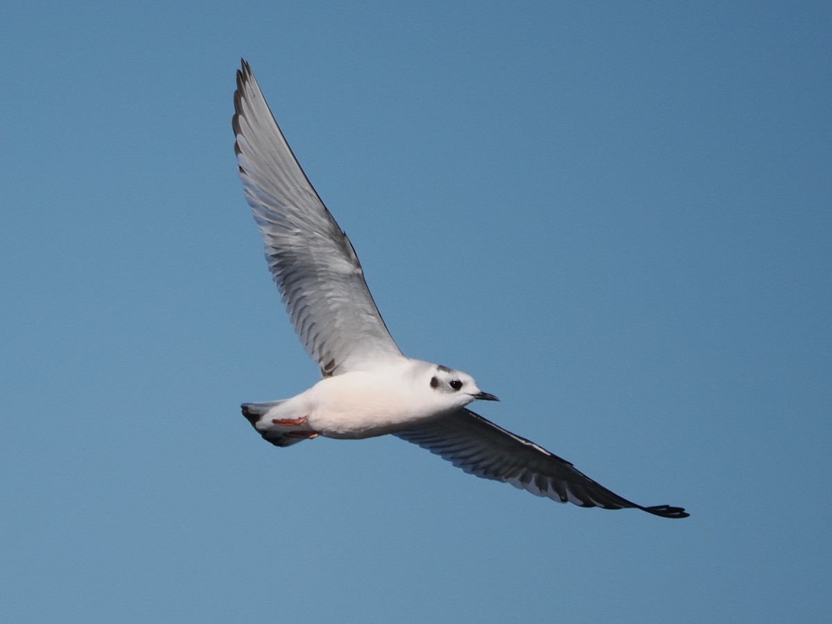 Mouette pygmée - ML646867100