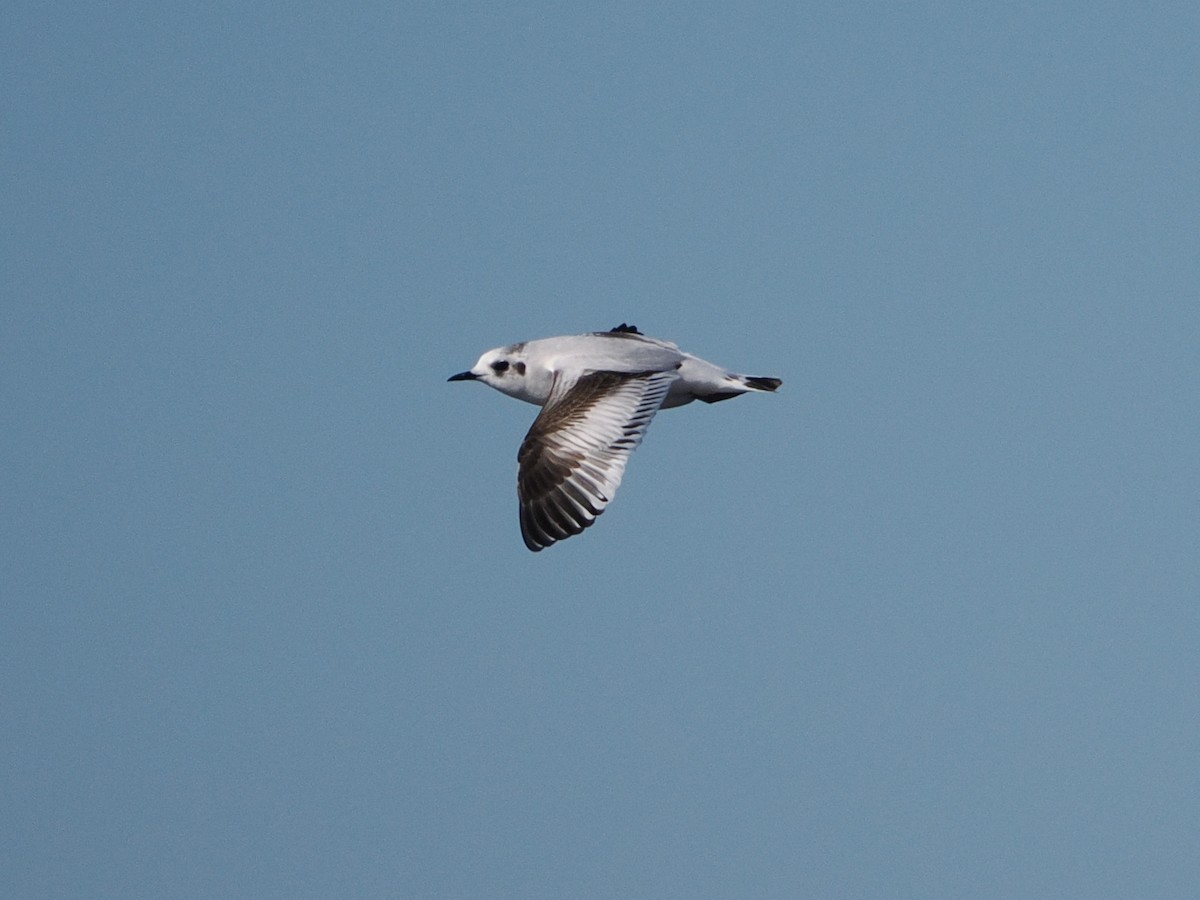 Mouette pygmée - ML646867101