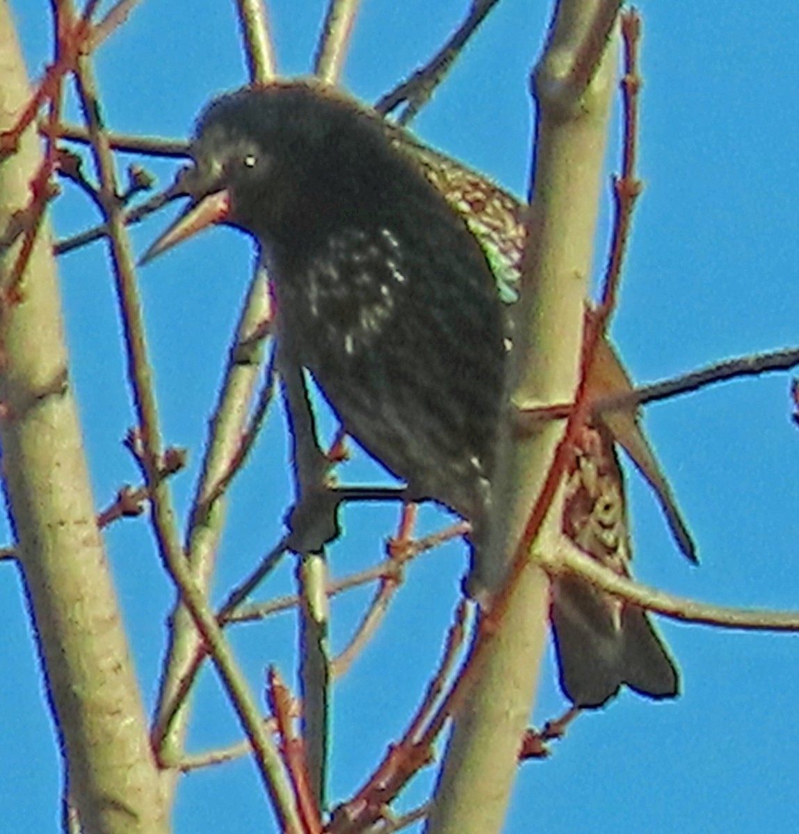 Шпак звичайний - ML646867103