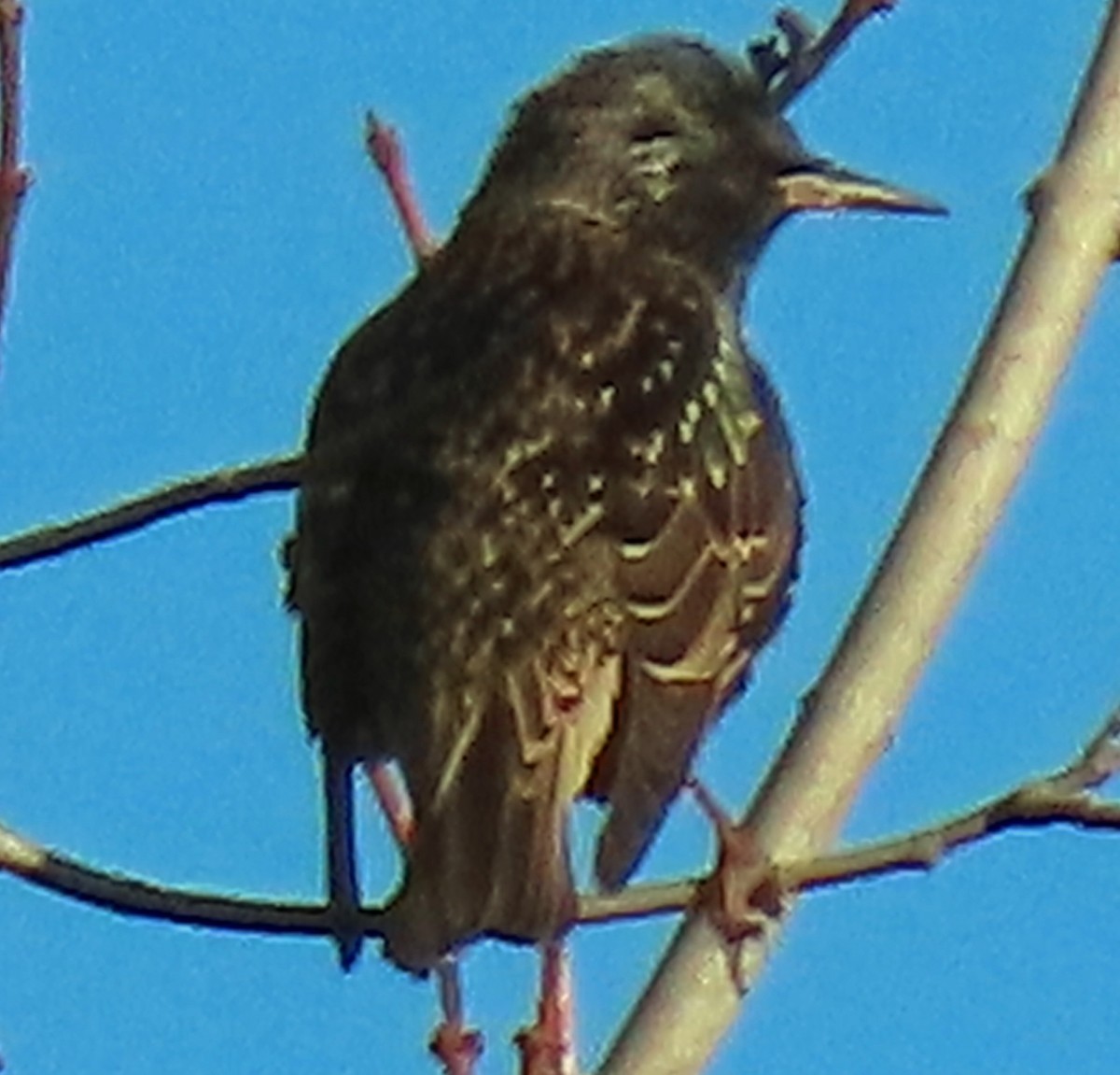 Шпак звичайний - ML646867104