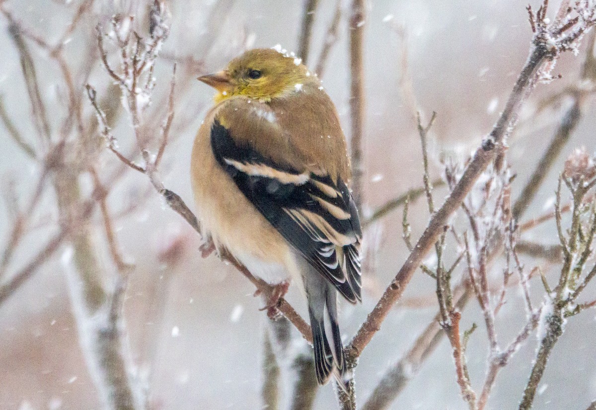 Jilguero Yanqui - ML646867107